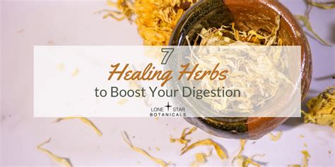 Herbs for Digestion: 7 Healing Herbs to Boost Your Digestive System - Lone Star Botanicals