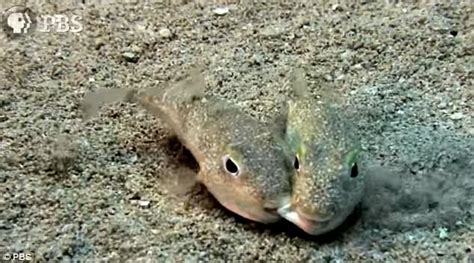 The elaborate mating rituals of pufferfish revealed | Daily Mail Online