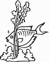 Seaweed Coloring Pages At GetColoringscom  Free Printable Colorings sketch template
