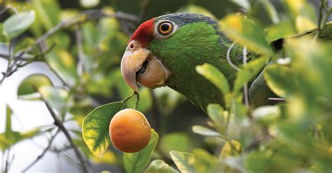 Parrot Paradox: The Unprotected, Endangered Red-crowned Parrot - American Bird Conservancy