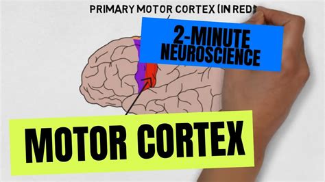 2-Minute Neuroscience: Motor Cortex - YouTube