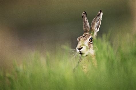 Orkney Wildlife - Learn what to look for and where: Wilderness Scotland