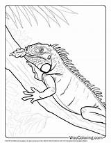 100  Iguana coloring Pages Free PDF To Print Woo Coloring sketch template
