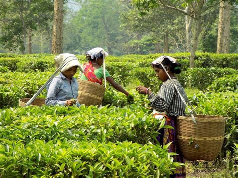 Mapping the ability of tea gardens to sequester carbon dioxide