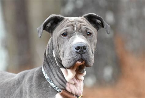 Female Blue Shar Pei and Pitbull Mix Dog with Wrinkles Outside on Leash. Dog Rescue Pet Adoption ...