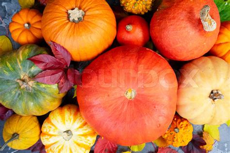 Harvest of pumpkins | Stock image | Colourbox