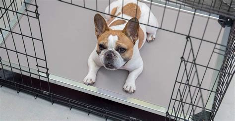 Crate Beds & Covers | Fits in Dog Crate | K9 Ballistics – Tagged "chew-proof-armored"