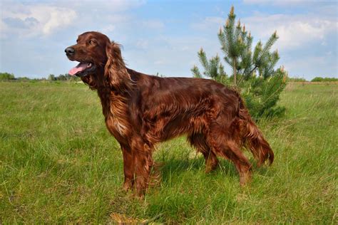 Learn All About the 4 Types of Setter Dog Breeds