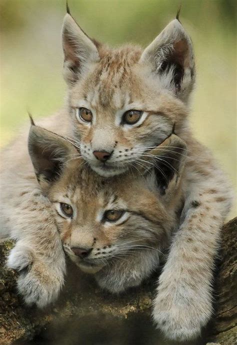 Eurasian lynx cubs | Baby animals, Wild cats, Cute baby animals