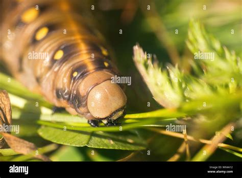 Hummingbird hawk moth caterpillar hi-res stock photography and images ...