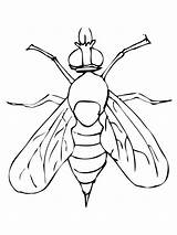 Desenhos De mosca Para colorir E Pintar sketch template
