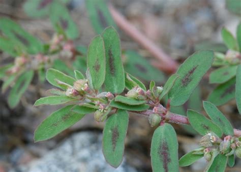 Euphorbia maculata (spotted sandmat): Go Botany