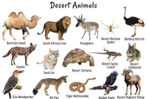 Animals In Desert | Desert animals, List of animals, Animals