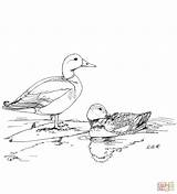 Two Mallard Ducks coloring Page  Free Printable Coloring Pages sketch template