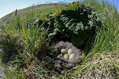 Eider eggs Photograph by Erlendur Gudmundsson - Fine Art America