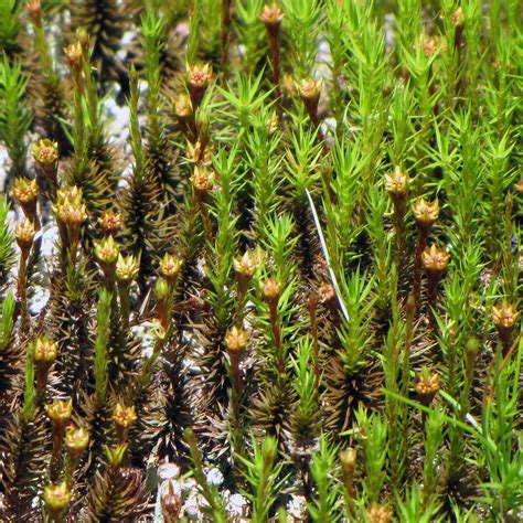 Polytrichum Gametophytes | Polytrichum moss plants - male an… | Flickr