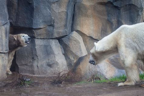 Polar Bears Spending 'Quality Time' Together At Zoo As Romance Heats Up - Lincoln Park - Chicago ...