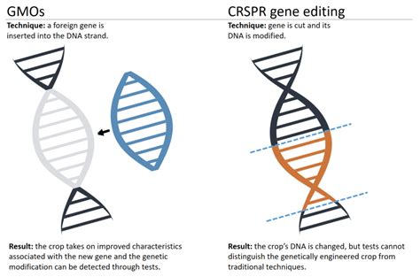 Is there a difference between a gene-edited organism and a 'GMO'? The ...