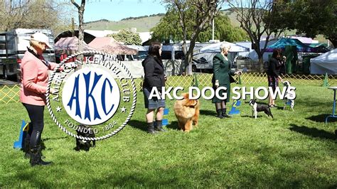 AKC Dog Shows | Intro to Dog Sports - YouTube