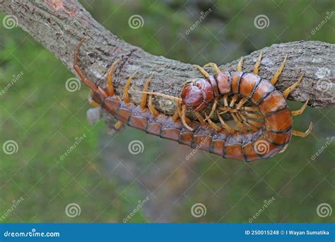 A Centipede is Looking for Prey on a Dry Tree Branch. Stock Photo - Image of couple, family ...