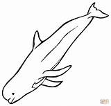 Beluga Whale Coloring Page sketch template