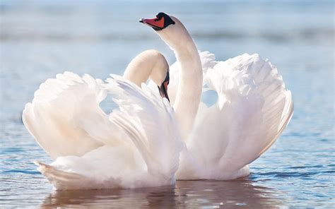 白鳥、背景、白鳥の川 高画質の壁紙 | Pxfuel