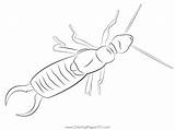 Earwig Up See Coloring Page For Kids  Free Earwigs Printable sketch template