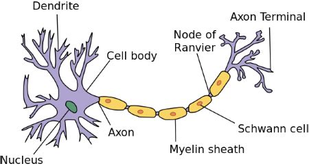 34+ Labeled Neuron Diagram - LynseyKieara