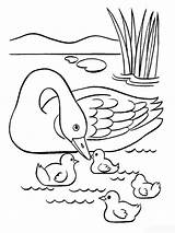 Swan Coloring Pages  Best For Kids sketch template