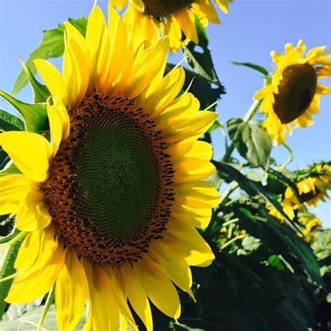 the sunflowers are blooming in the field with blue sky behind them and ...