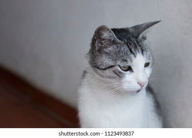 Head Shot Domestic Cat Looking Sideways Stock Photo 1123493837 ...