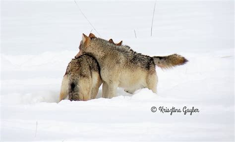 Photo Essay: Wolf Breeding Season - Rewilding