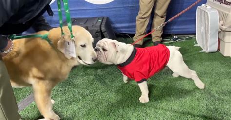 Kirk Herbstreit's Dog Meets Uga During SEC Championship