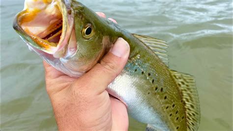 These Techniques Work Routinely Wade Fishing the Gulf Coast! - YouTube