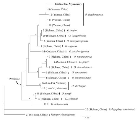 Bayesian matrilineal genealogy of Oreolalax resulting from DNA... | Download Scientific Diagram