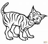 Curious Bobcat coloring Page  Free Printable Coloring Pages sketch template