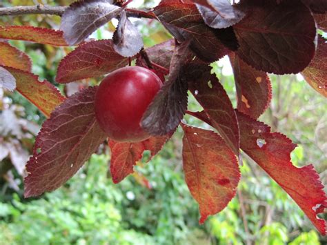 Simon's Allotment: Cherry plum