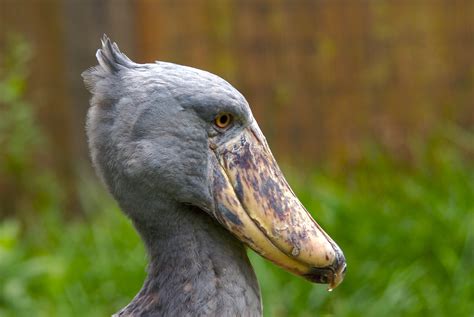 Shoebill Storks - The Houston Zoo