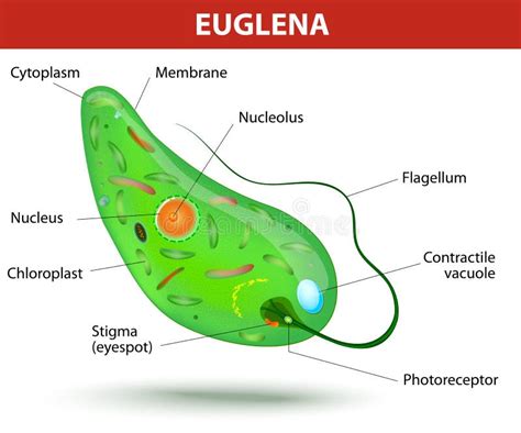 Structure of a euglena stock vector. Illustration of green - 34424805