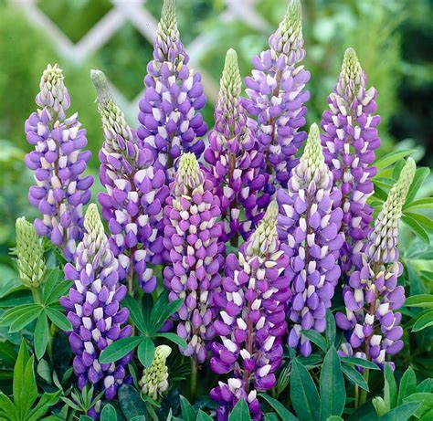 Gallery Blue Lupine Perennial - Lupinus - 4" Pot - Walmart.com