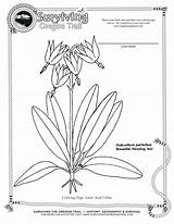 Botany Coloring Book Pages sketch template