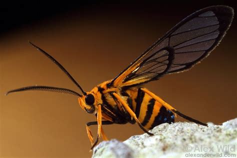 Monday Nature Zen: The Not-Actually-A-Wasp Moth | WIRED