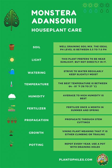 Monstera Adansonii Plant Care [Swiss Cheese Plant]