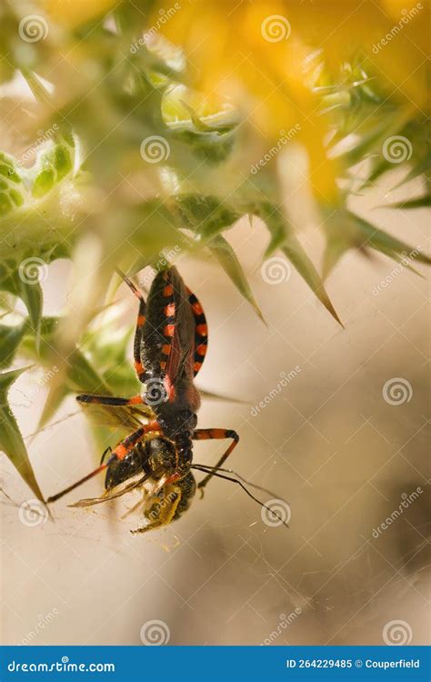 Assassin Bug Rhynocoris Iracundus in Their Life Cycle Captured on Plant ...