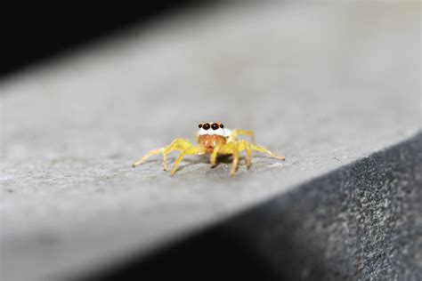 Yellow Jumping Spider | Epocilla blairei | Gomen S | Flickr