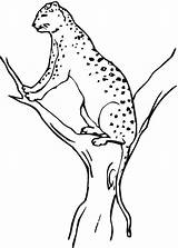 Free Printable Cheetah Coloring Pages For Kids sketch template