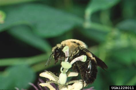 bumble bees (Genus Bombus)