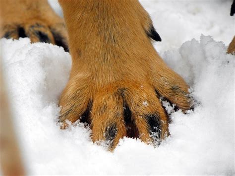 10 Dog Breeds With Webbed Feet (and Why) PetHelpful | vlr.eng.br