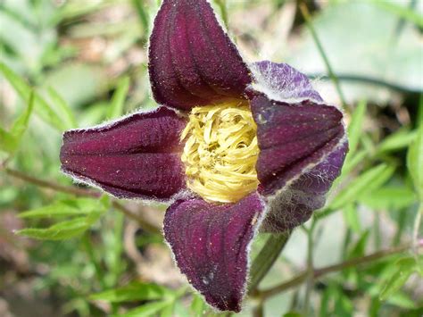 Dark purple corolla - photos of Clematis Hirsutissima, Ranunculaceae