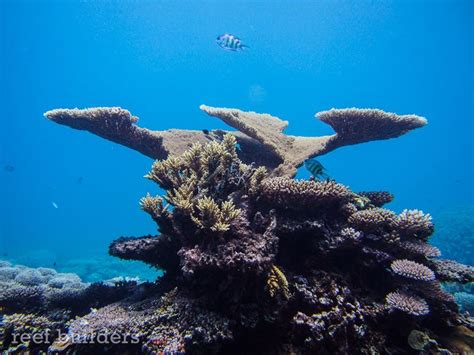 Breathtaking views of coral reefs at Kwajalein Atoll, Marshall Islands ...